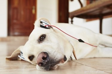 Which Animals Respond to Music? Science Reveals the Surprising List