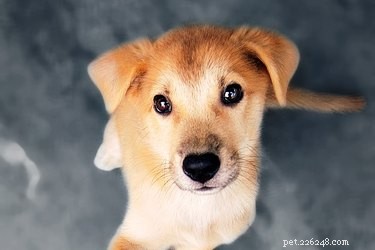 Scientists Discover Dogs Can Read Human Emotions, Shaping Pet-Owner Interactions