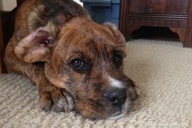 Scientists Discover Dogs Can Read Human Emotions, Shaping Pet-Owner Interactions