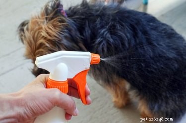 DIY Natural Dog Coat Freshener – Keep Your Pet Smelling Fresh & Clean