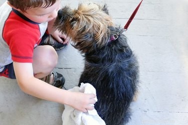 DIY Natural Dog Coat Freshener – Keep Your Pet Smelling Fresh & Clean