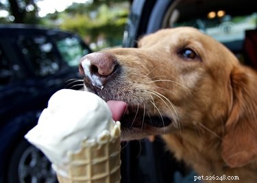 12 Hidden Dog Treats at Popular Restaurants