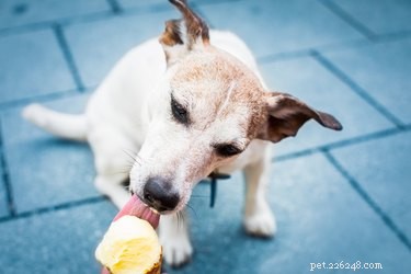 12 Hidden Dog Treats at Popular Restaurants