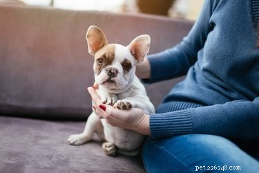 Will My Puppy See You as His Mother? A Guide to Building a Strong Bond