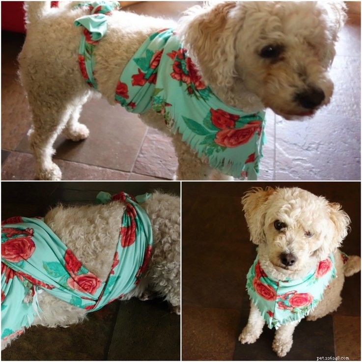 DIY Anxiety Wrap for Dogs Using Leggings: A Simple Compression Solution