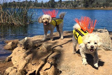 Protect Your Dog from Coyotes with CoyoteVest: A Life‑Saving Kevlar Suit