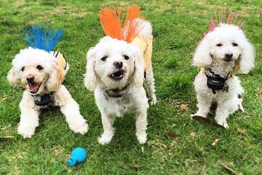 Protect Your Dog from Coyotes with CoyoteVest: A Life‑Saving Kevlar Suit