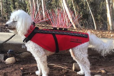 Protect Your Dog from Coyotes with CoyoteVest: A Life‑Saving Kevlar Suit