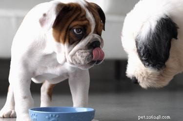 Choosing the Ideal Food Bowl for Your Puppy: Size, Shape, and Material Guide