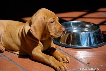 Choosing the Ideal Food Bowl for Your Puppy: Size, Shape, and Material Guide