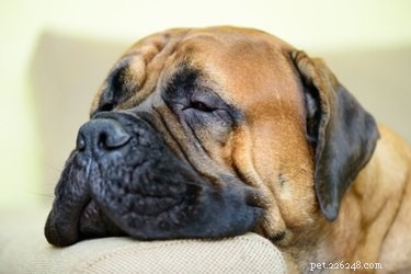 Calming Foods for Hyperactive Dogs: Natural Solutions