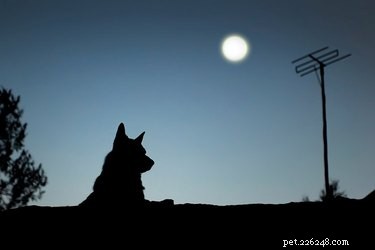 Full Moon Barking: What Really Drives Dogs to Howl