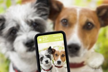 Should You Add a Second Dog? Understanding When a Companion Is Beneficial