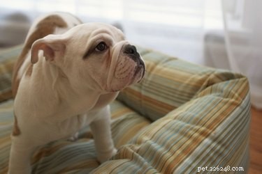 How to Pick the Perfect Dog Bed Filler for Comfort & Support