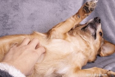 Do Dogs Have Ticklish Spots? Explore the Science of Their Sensitive Areas