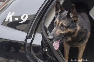 K9 Smell Range: How Working Dogs Detect a Variety of Odors