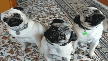 Understanding a Dog s Cognitive Abilities: What They Can Really Do
