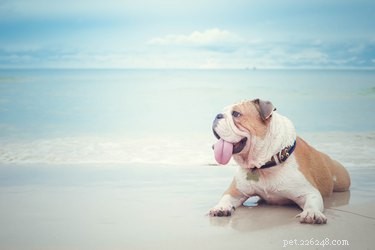 Understanding a Dog s Cognitive Abilities: What They Can Really Do