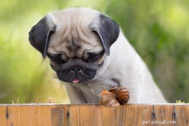 Safe & Effective Pest Control for Homes with Pets