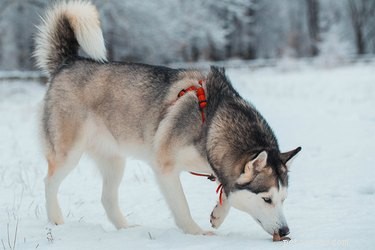 Do Dogs Detect Smells More Effectively in Cold Weather?