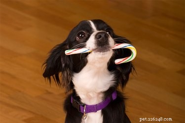 How to Safely Remove Candy from Your Dog s Fur