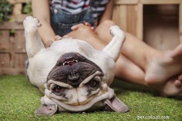 Do Dogs Truly Remember Their Past Owners? Insights from Science and Experience