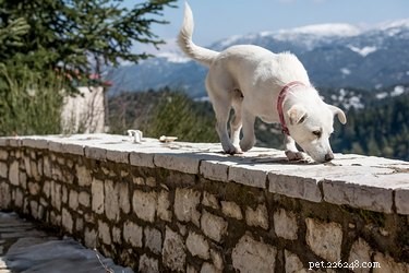 How Dogs Use Their Nose to Find Their Way Home