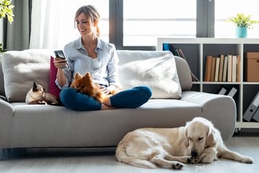 How Many Dogs Can You Safely Own? A Practical Guide