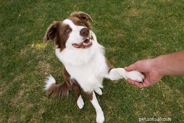 Do Dogs Have a Dominant Paw? Discover If Your Pup Is Left or Right Handed