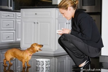 How to Care for Your Dog While Working Full‑Time: Trusted Day‑Care Tips
