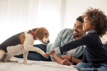 How to Care for Your Dog While Working Full‑Time: Trusted Day‑Care Tips