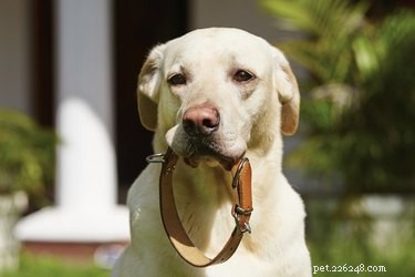 Leather vs. Nylon Dog Collars: Which Is Best for Your Pet?