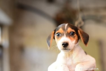 When Do Puppies  Eyes Change Color? Understanding Blue Eyes and Permanent Hues