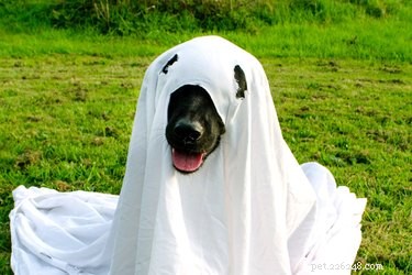 Can Animals Detect the Supernatural? Uncovering the Mysteries of Their Intuitive Senses
