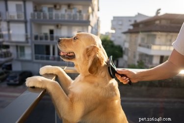 Is Over-Brushing Your Dog Harmful? What You Need to Know