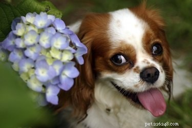 How Dog Urine Affects Your Garden: What You Need to Know