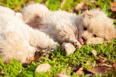 How Dog Urine Affects Your Garden: What You Need to Know