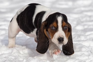 Why Dogs Have Long Ear Flaps: Anatomy, Function, and Aesthetics
