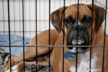 Proper Dog Crate Use: Enhancing Safety and Well‑Being