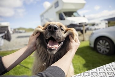 Expert Guide: 4 Essential Tips for Camping with Your Dog