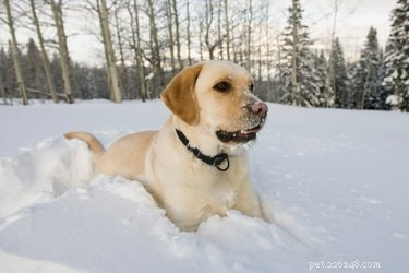 How Climate and Location Influence Dog Shedding Patterns