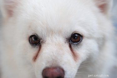 Understanding Teary Eyes in Dogs: Causes, Symptoms, and Solutions