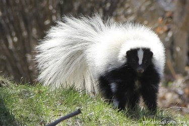 Using Dogs to Keep Skunks Out of Your Yard