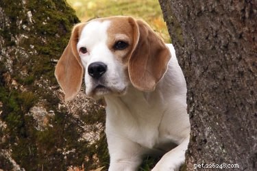 How to Safely Remove Tree Sap from Your Dog’s Fur