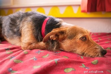 The Ultimate Guide to Removing Dog Hair from Sheets & Comforters