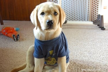 Designing a Cozy Puppy Room: Safe, Comfortable, and Fun Spaces