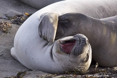 Do Animals Laugh When Tickled? The Science Behind Animal Ticklishness