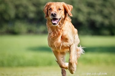 DIY Dog Agility Tunnel: Build a Cost-Effective Course at Home