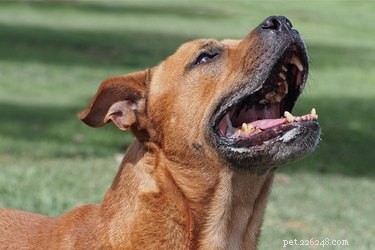 How Loud Is a Dog s Bark? Understanding Decibel Levels