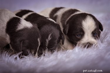 How to Safely Bathe a 2-Week-Old Puppy